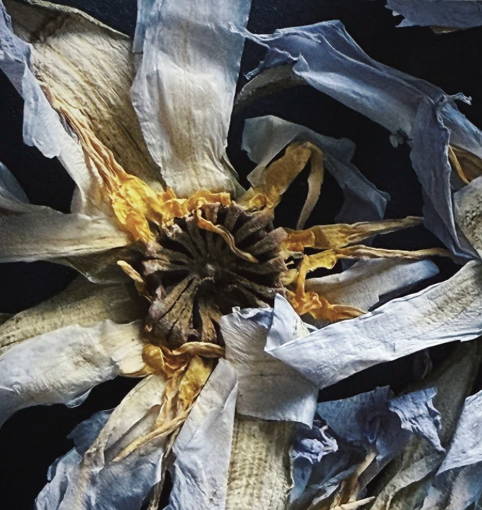 Egyptian Blue Water Lily // Spagyric Tincture