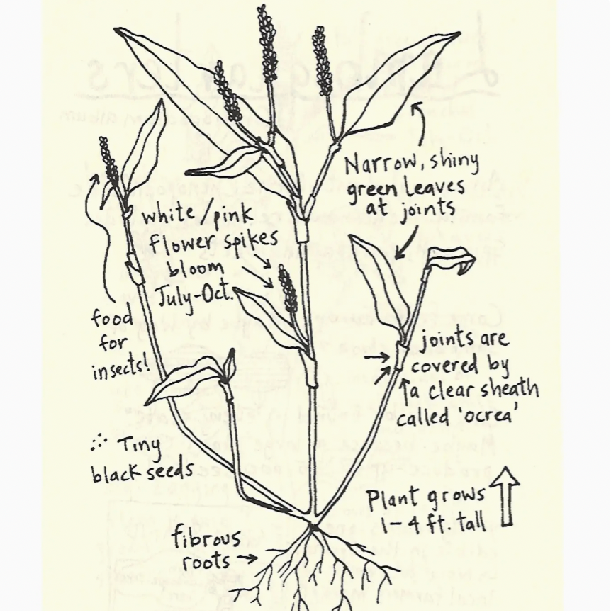 An Urban Field Guide