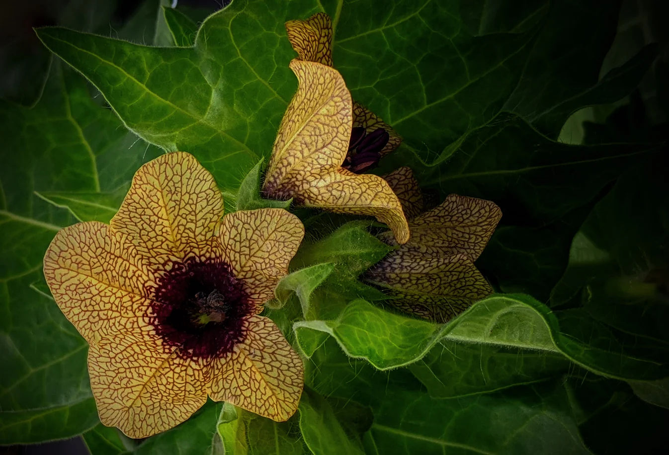 Black Henbane // Spagyric Essence