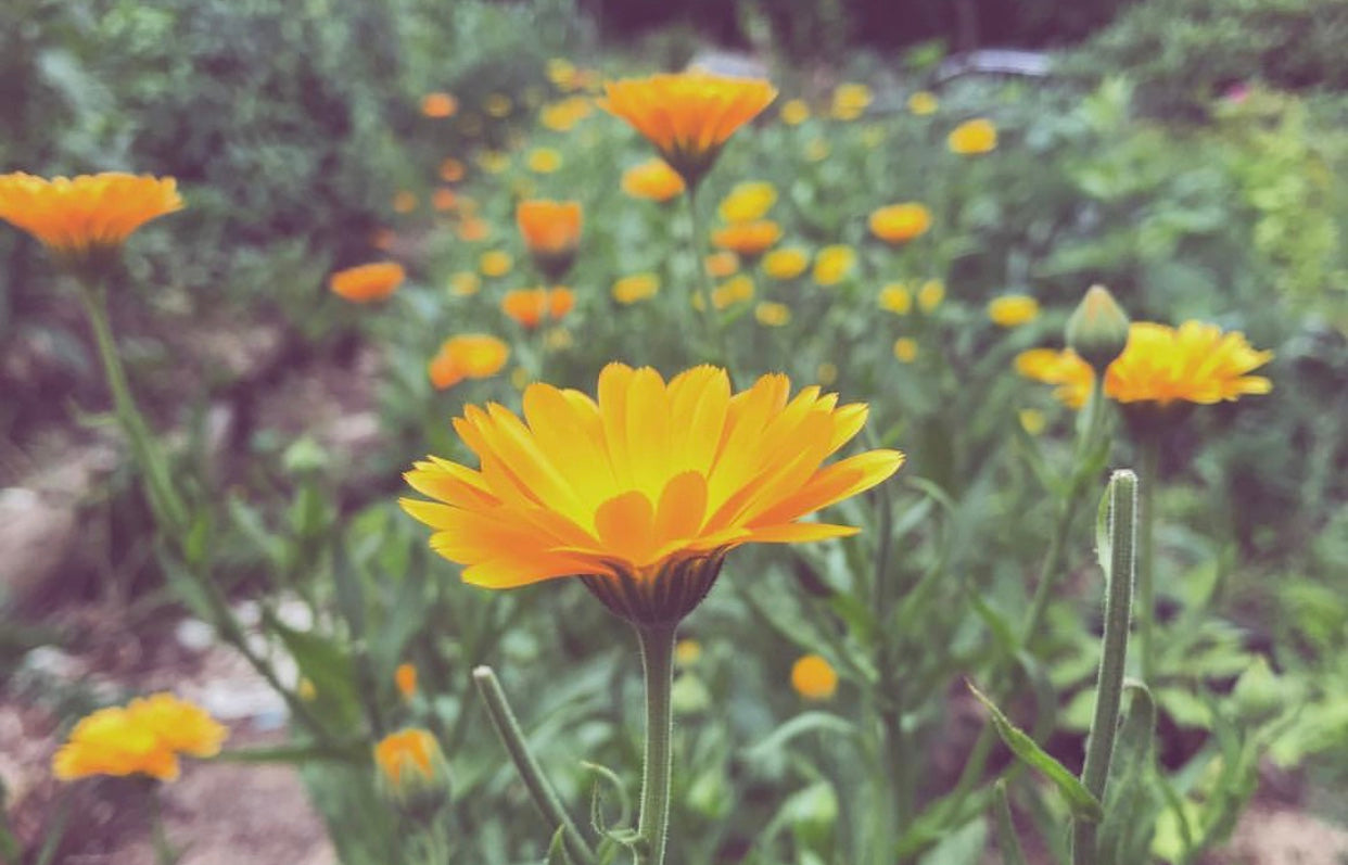 Calendula // dried herb