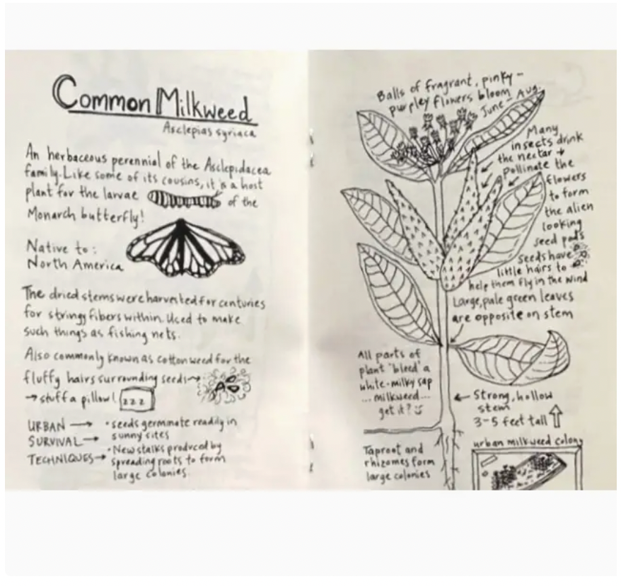 An Urban Field Guide