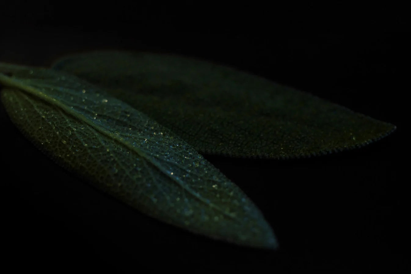 Sage // Elixirated Oil