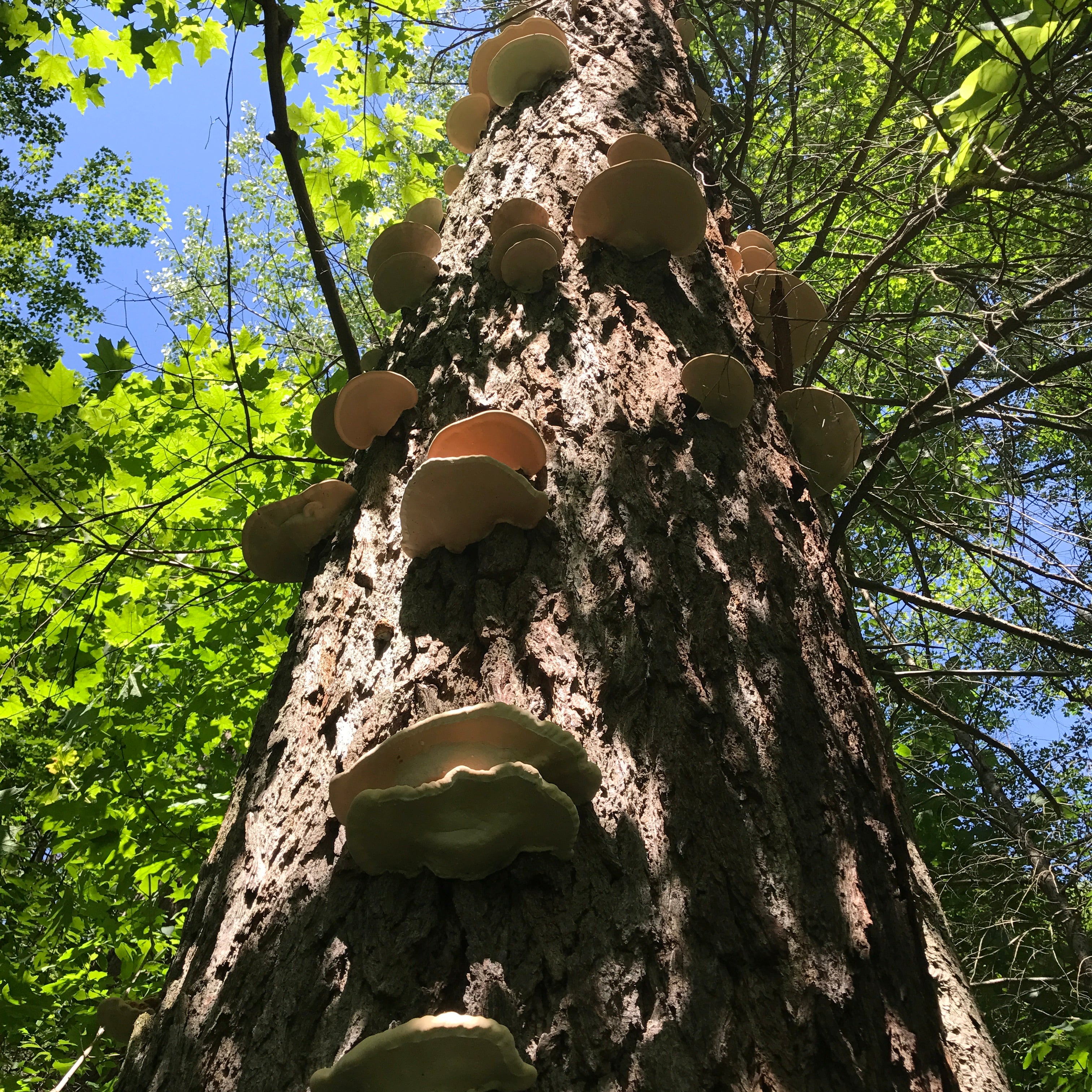 Reishi Powder // dried mushroom