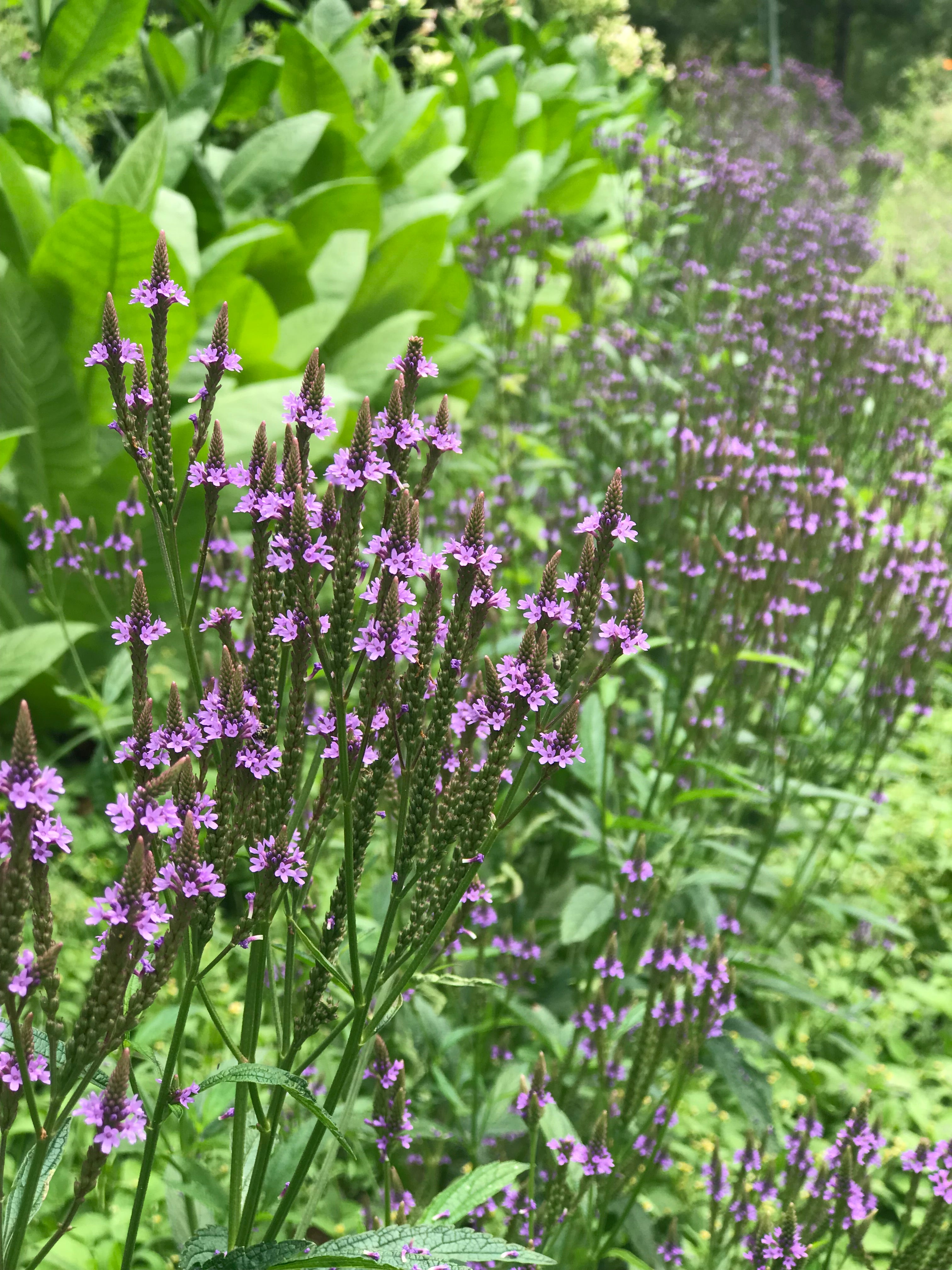 Blue Vervain // dried herb