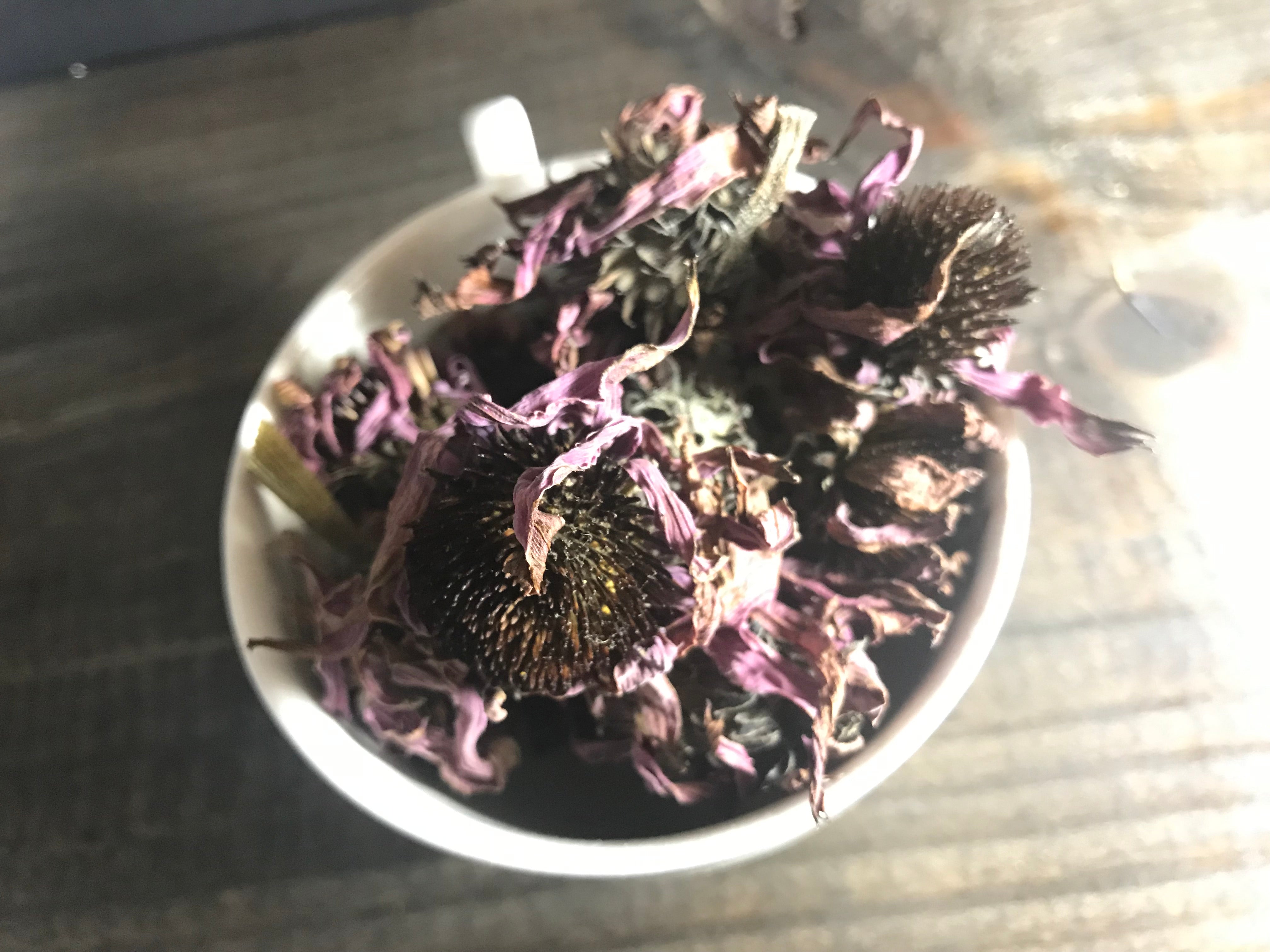 Echinacea // dried herb