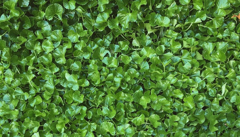 Gotu Kola // organic tincture
